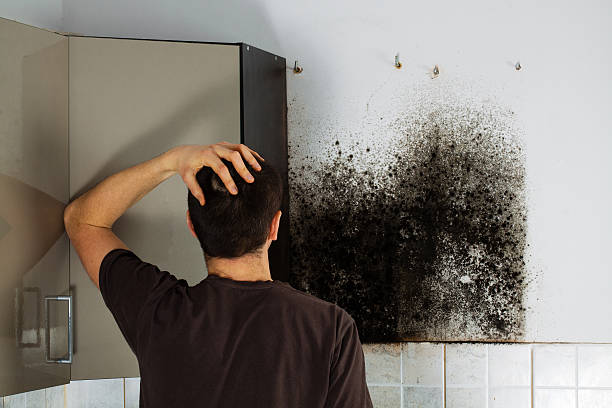 Best Crawl Space Mold Removal  in Colfax, WA