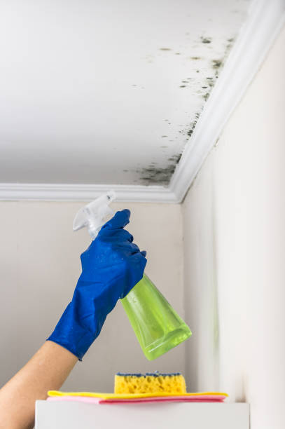 Best Mold Damage Repair  in Colfax, WA